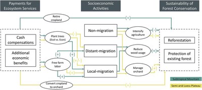 Pathways from PES policy to forest sustainability