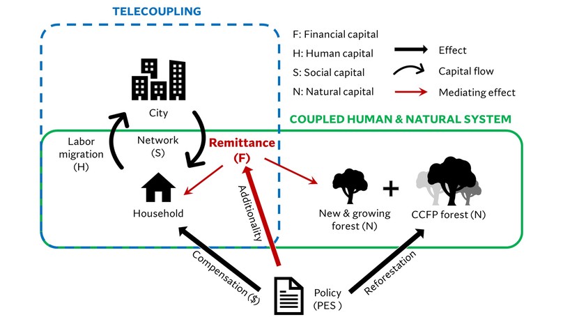 Remittance from migrants reinforces forest recovery for China’s reforestation policy
